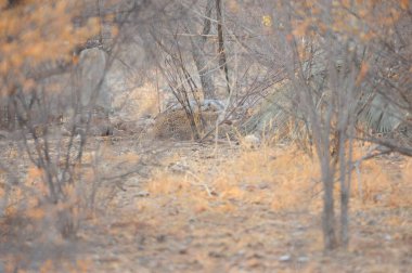 Ağaçlı güzel sonbahar manzarası