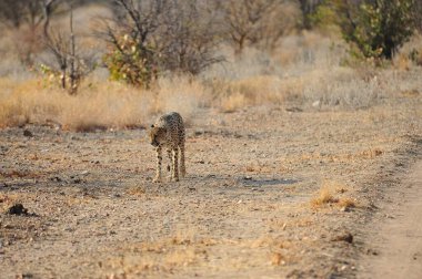 Vahşi Afrika aslanı (panthera leo). Afrika savanı, Panthera dae familyasından bir savanadır. Savana...