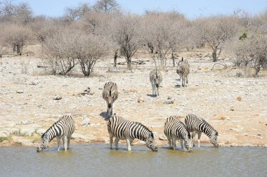 Kenya bozkırında bir zebra sürüsü.