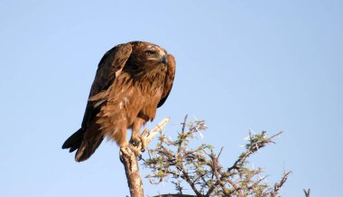 Doğada güzel bir kartal