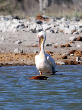 great white pelican ( lecus anus onocrotalus ) at the danube delta in romania