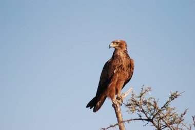 Afrika 'da kartal