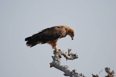 kırmızı kuyruklu kartal (haliaeetus albicilla )