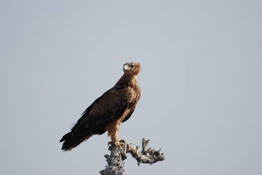 kırmızı uçurtma direkte