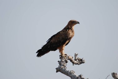 Doğada kartal, Afrika, doğa