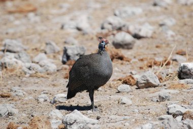 Büyük hindi kuşu.