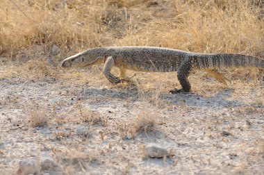 Afrika ejderhası (parvo cerbocuus), Namibya, Afrika, Afrika 'daki kara kum veya kum çölü olarak da bilinir.