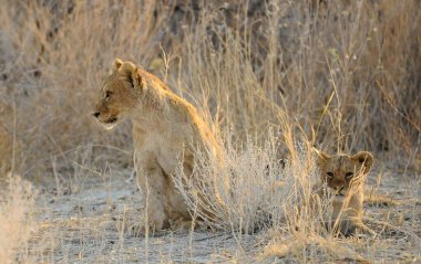 Afrika 'nın bozkırındaki aslan