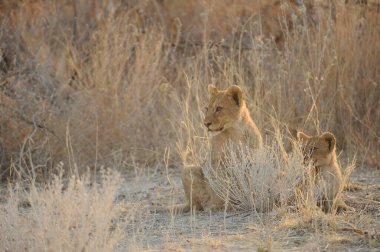 Çölde genç bir aslan.