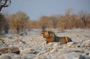 Afrika 'nın bozkırındaki aslan
