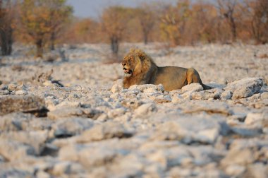 Afrika aslanı Namibya 'da Etoşa' da