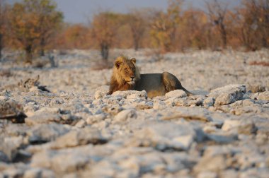 Vahşi Afrika Aslanı, Panthera Aslanı, Botswana