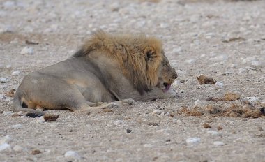 Aslanın kumdaki yakın çekimi.