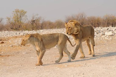 Kumda yürüyen aslan yavrusu, Kruger Ulusal Parkı, Güney Afrika