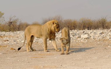 Aslan yavrusu yerde oynuyor.