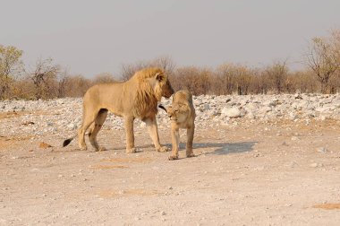 Afrika savanındaki aslan Batı Afrika 'nın vahşi doğasında