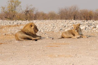 Hayvanat bahçesinde bir grup aslan.