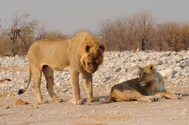 dişi aslan ve genç aslan