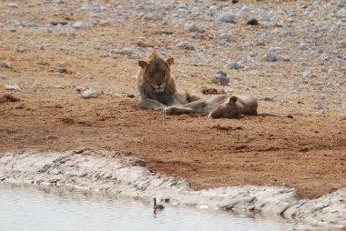 Çölde bir grup hayvan.