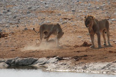 Vahşi Afrika savanası.