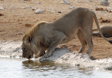 Etoşa Ulusal Park Namibya 'sında Afrika aslanları