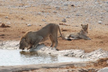 Aslan suda su içiyor.
