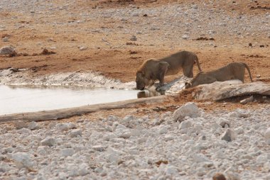 Afrika savanındaki gölde vahşi hayvanlar.