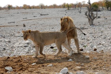 Aslan ile beyaz aslan.