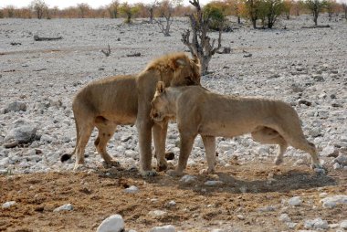 Afrika 'nın bozkırındaki aslan