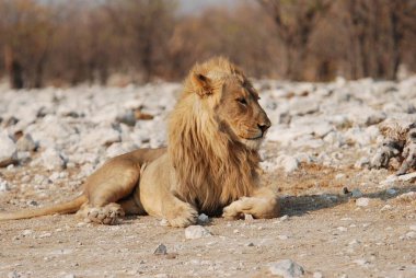 Kruger Ulusal Parkı 'ndaki Afrika aslanı.