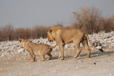 Bir grup aslan yerde.