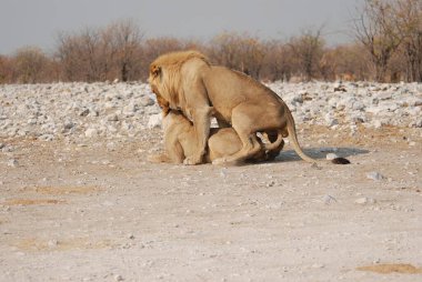 Yerde genç bir aslanın yakın çekimi.