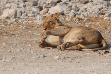 Aslan (panthera leo) dinleniyor.