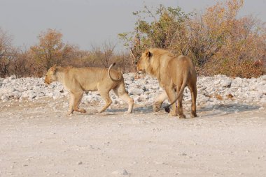 Çöldeki aslan ve aslan