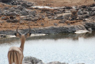 Kayalıklardaki vahşi aslan