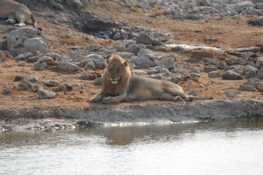 Hayvanat bahçesindeki aslan.