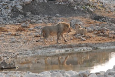Afrika aslanı, Panthera aslanı, erkek, erkek, panthera aslanı, aslan, leo, panthera leo, genç aslan, aslan,