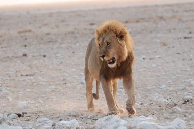 Namibya 'da Etoşa' da aslan