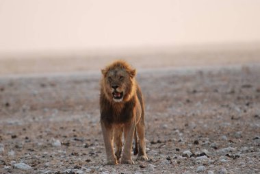 Kenya savanındaki aslan