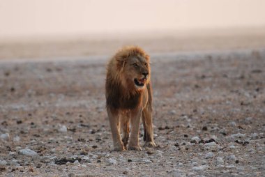 Afrika aslanı (panthera leo) Afrika 'daki Kenya savanında