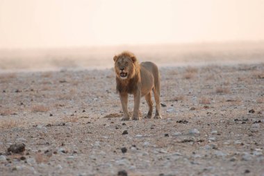 Afrika 'da Namibya aslanı