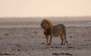 Namibya 'daki Etoşa Milli Parkı' nda aslan.