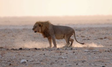 Afrika 'da Namibya aslanı