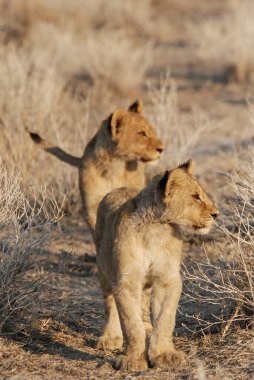 Namibya 'daki Kalahari çölünde kameraya doğru yürüyen aslan yavrusu.