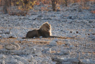 Beyaz Aslan (panthera leo) etosha ulusal rezervi, namibya