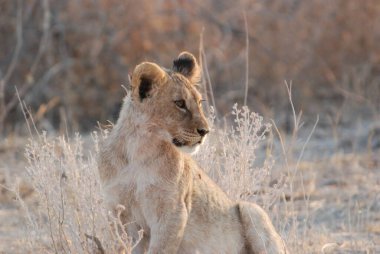 Etoşa Milli Parkı, Namibya 'da aslan (panthera leo)