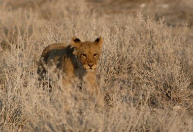Dişi aslan sabah çimenlerde yürüyor.