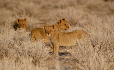 Çöldeki bir grup genç hayvan.