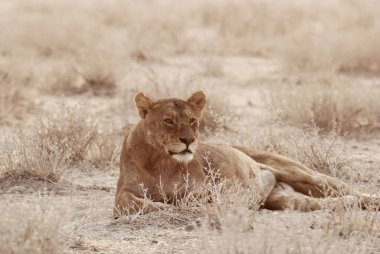 Çölde çimlerde yatan bir aslan.