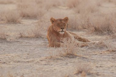 Aslan kuru bir çimenlikte yatıyor.